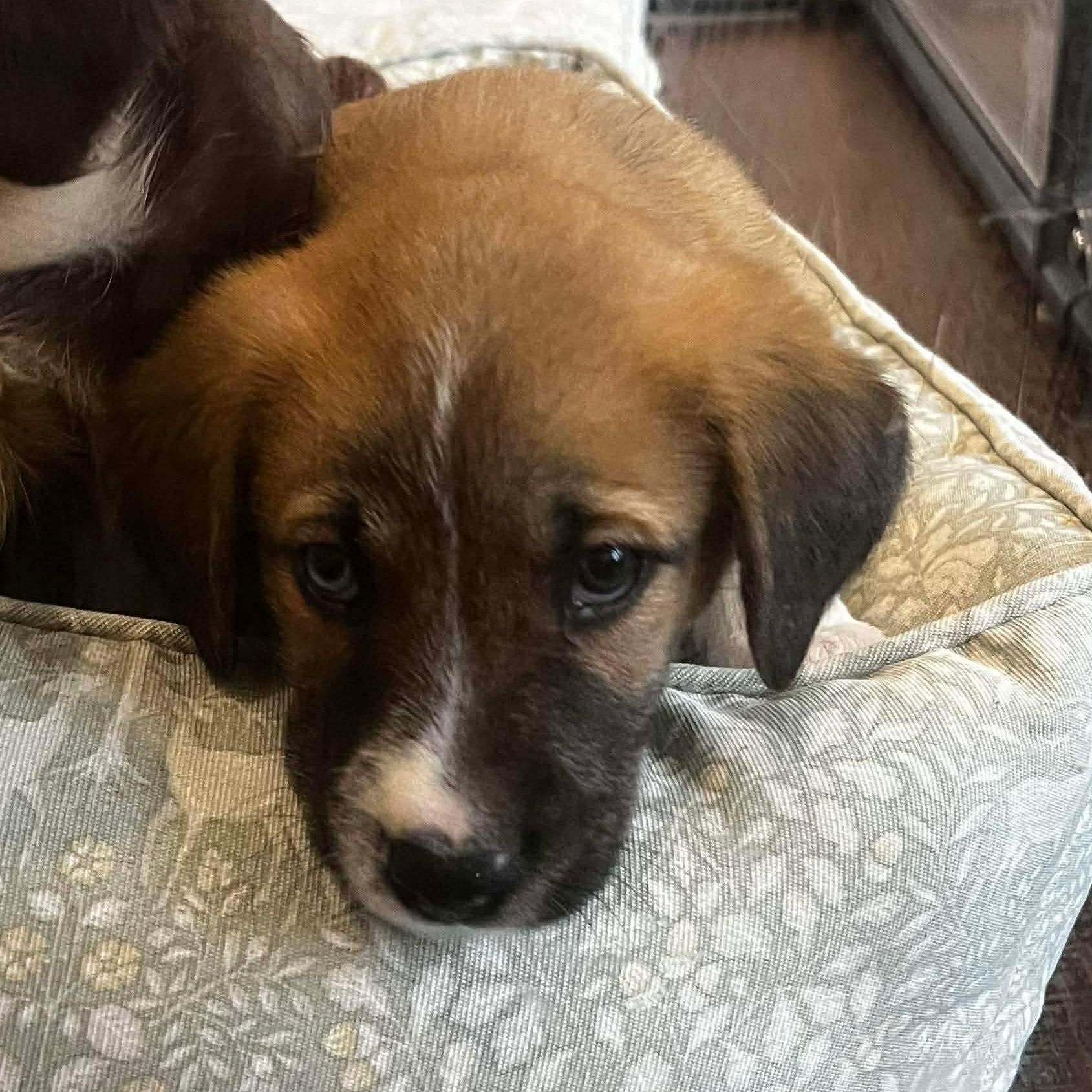 Enlarge Hermey, a ADOPTABLE mixed breed in Rochester, NY image 3/6