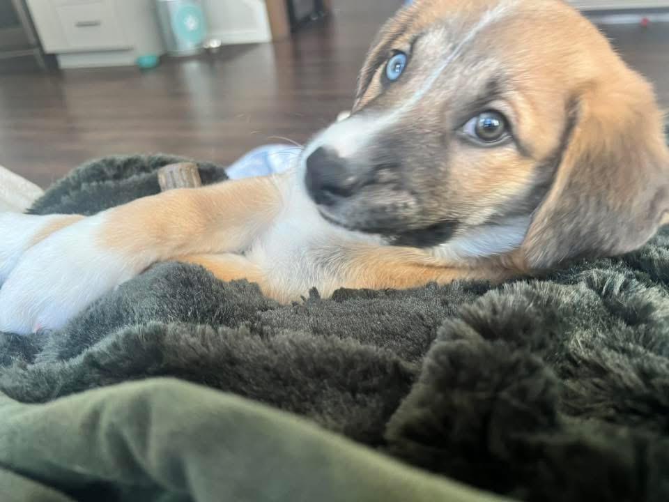 Enlarge Hermey, a ADOPTABLE mixed breed in Rochester, NY image 2/6