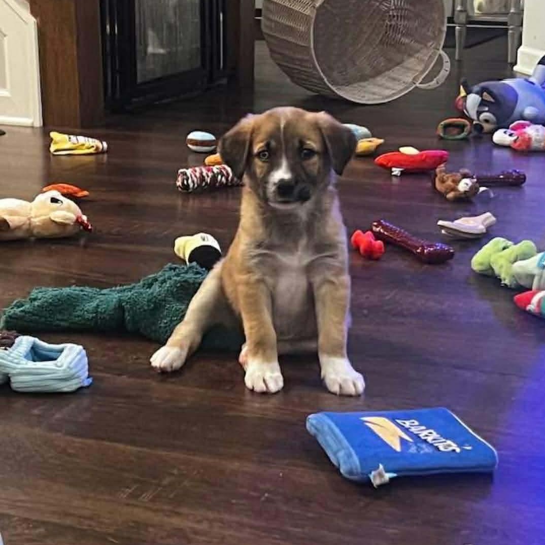 Enlarge Hermey, a ADOPTABLE mixed breed in Rochester, NY image 5/6