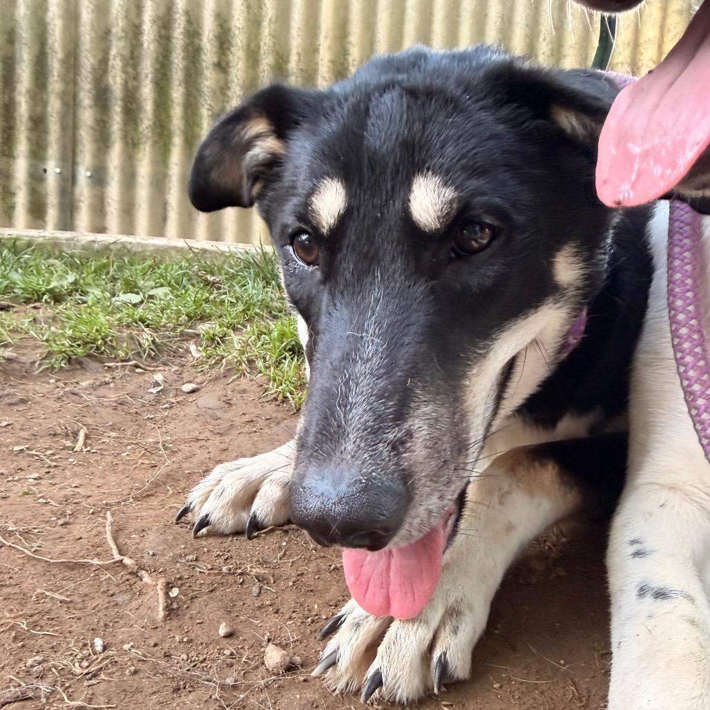Enlarge Rosemary, a Adoptable mixed breed in Pawling, NY image 1/6