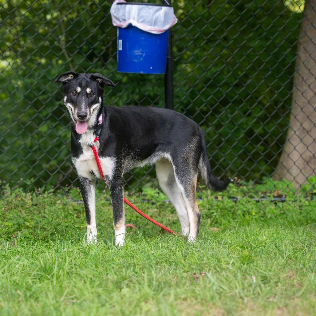 Enlarge Rosemary, a Adoptable mixed breed in Pawling, NY image 2/6