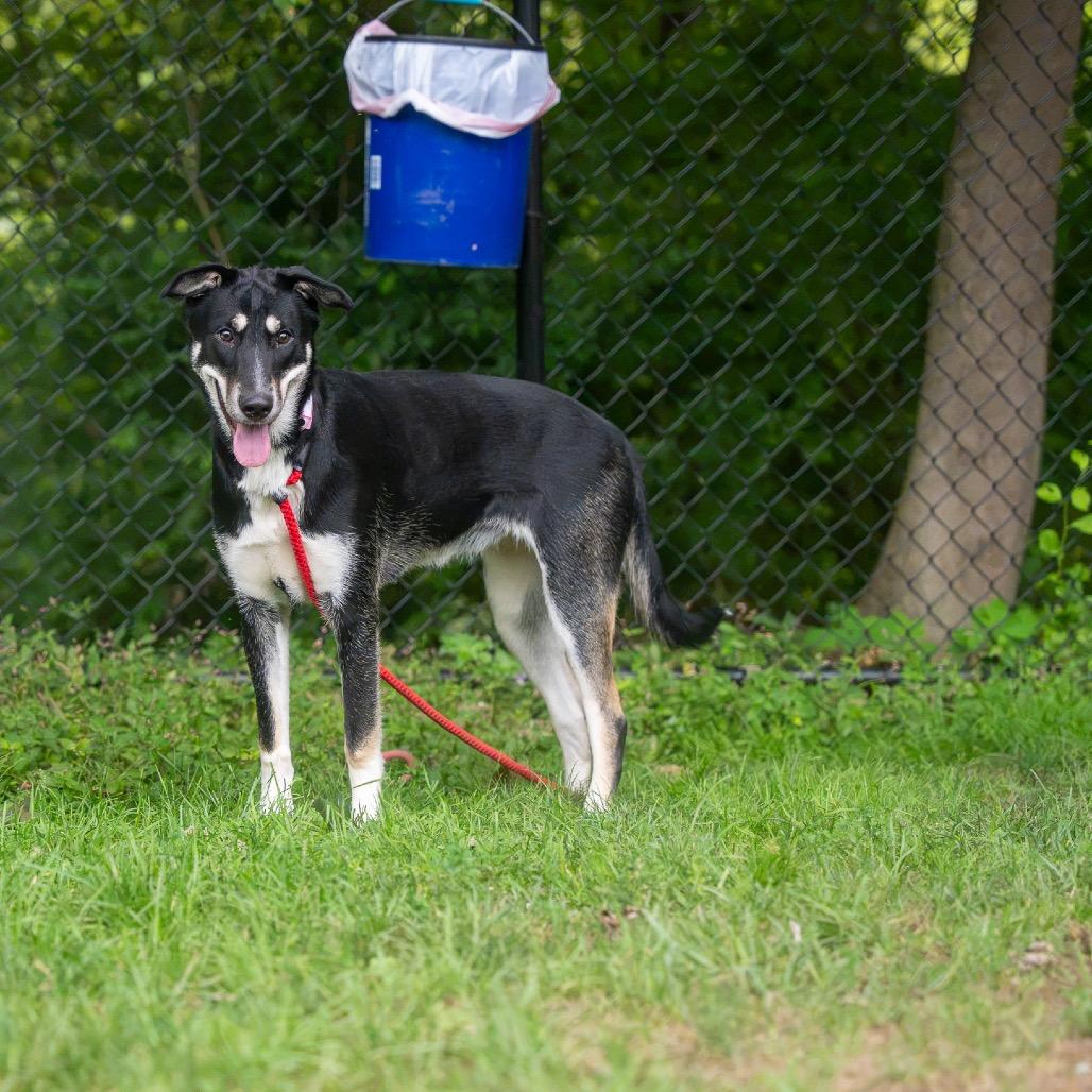 Enlarge Rosemary, a Adoptable mixed breed in Pawling, NY image 3/6