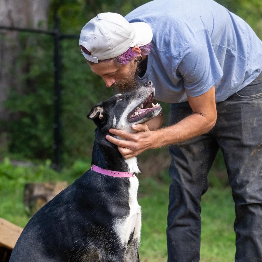 Enlarge Rosemary, a Adoptable mixed breed in Pawling, NY image 4/6