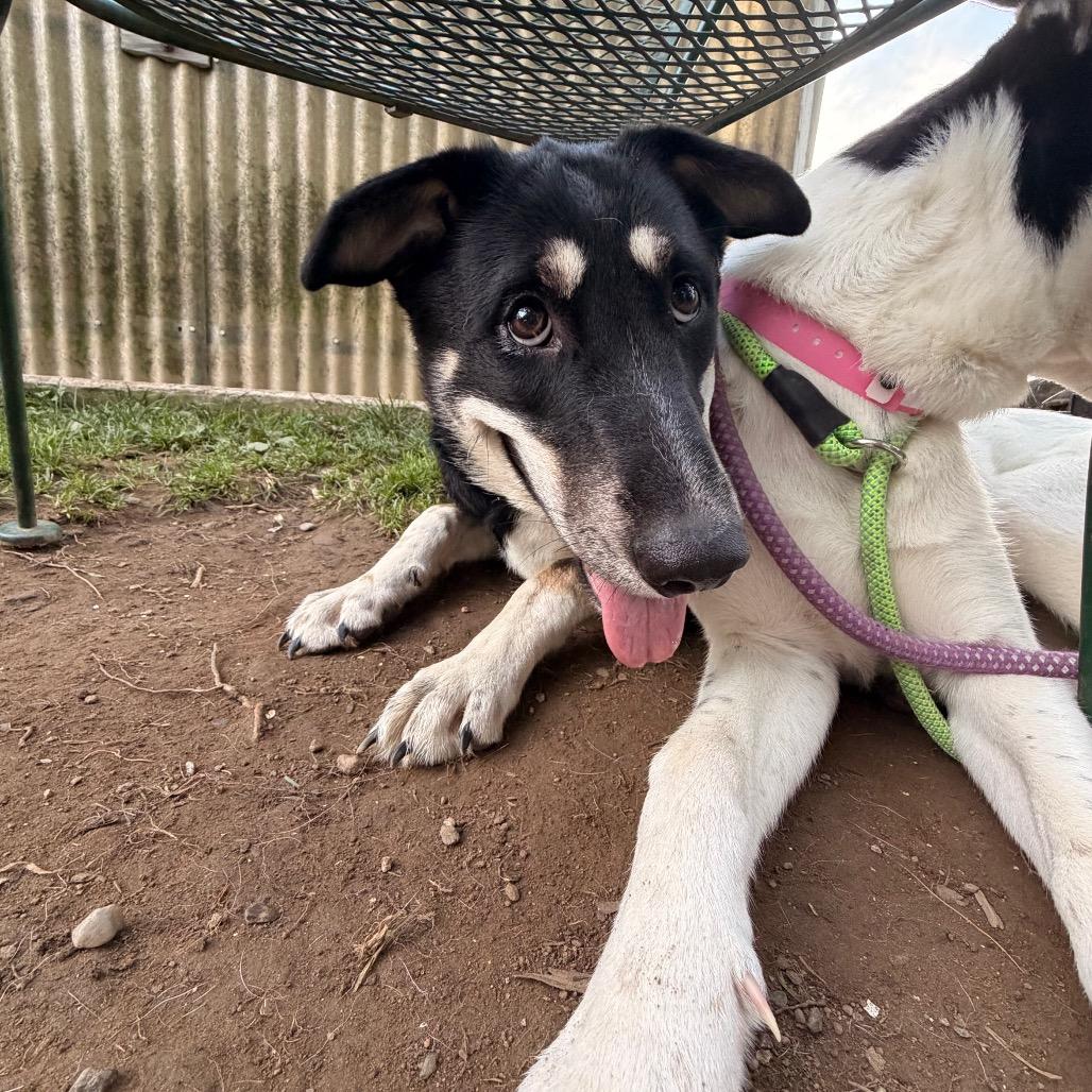 Enlarge Rosemary, a Adoptable mixed breed in Pawling, NY image 5/6