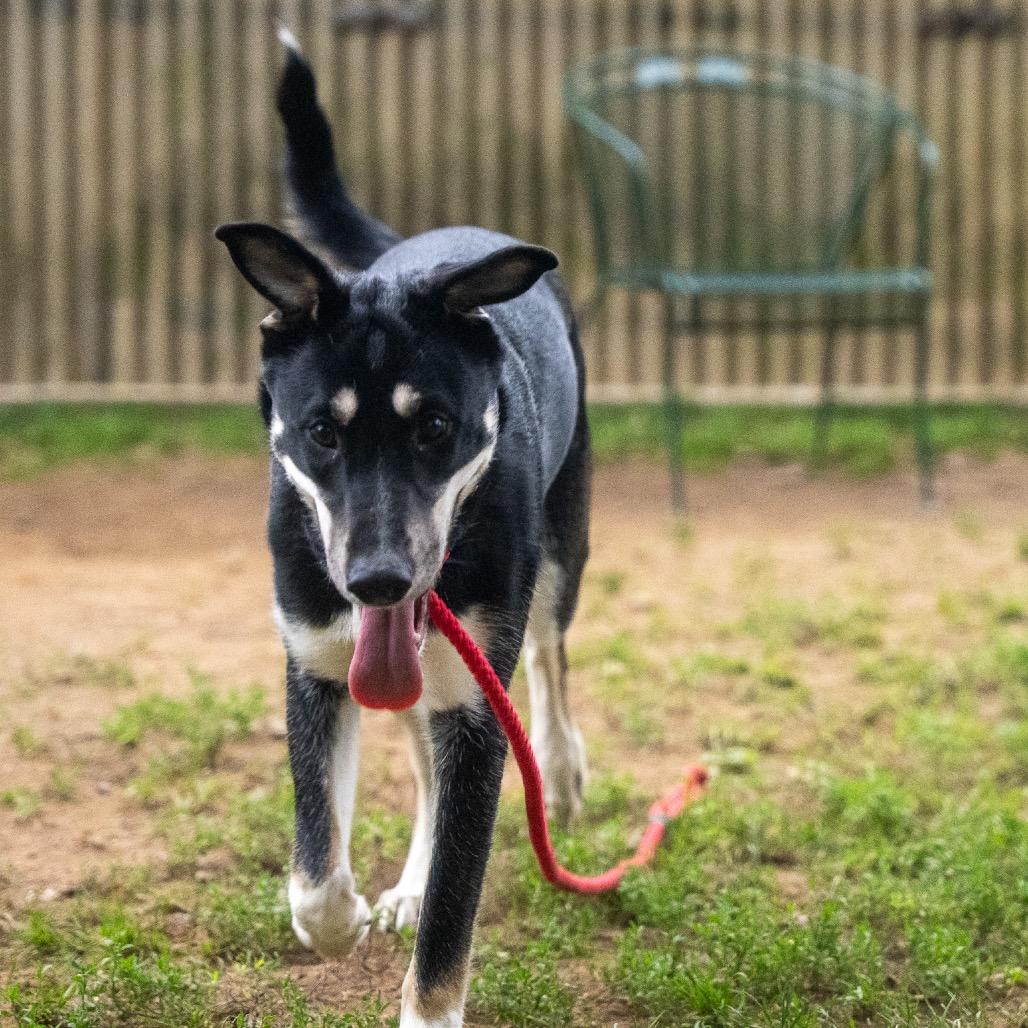 Enlarge Rosemary, a Adoptable mixed breed in Pawling, NY image 6/6