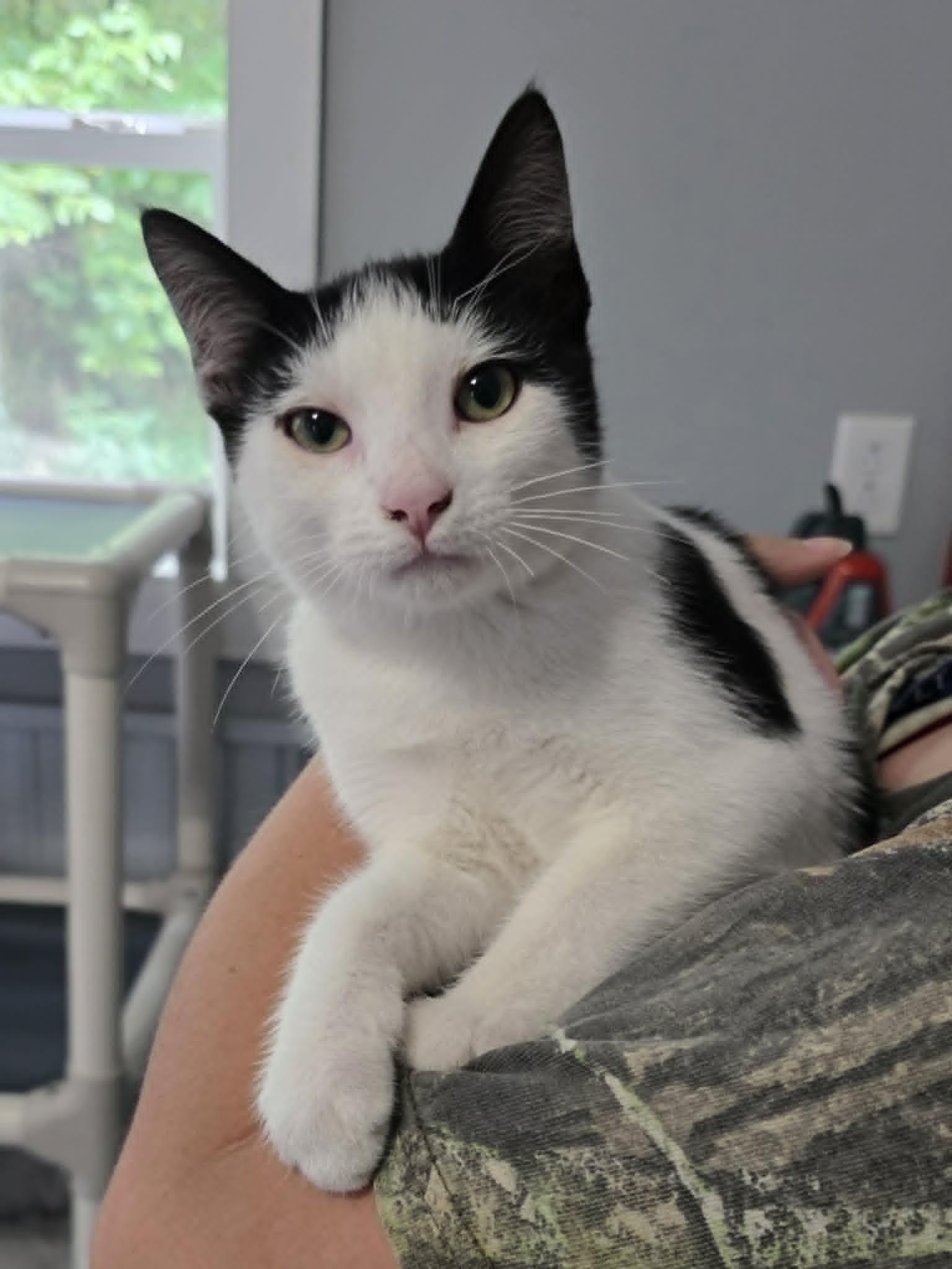 Andy, Adoptable, Young Male Domestic Short Hair.