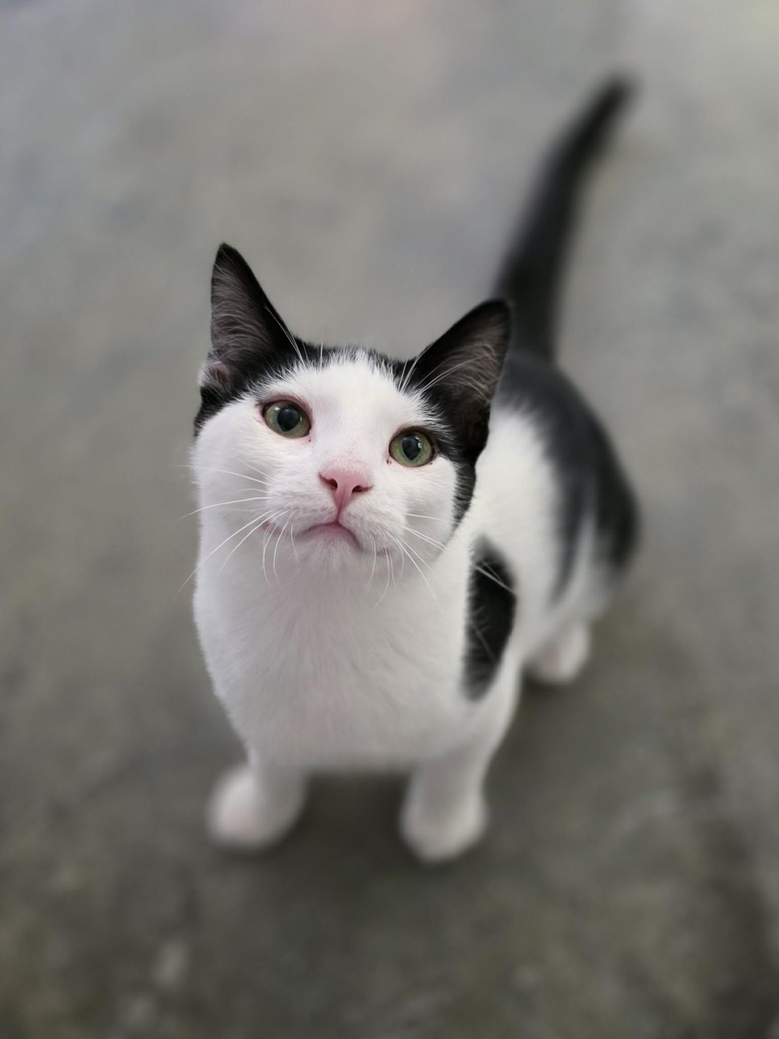 Enlarge Andy, a Adoptable Domestic Short Hair in Woodsfield, OH image 2/3