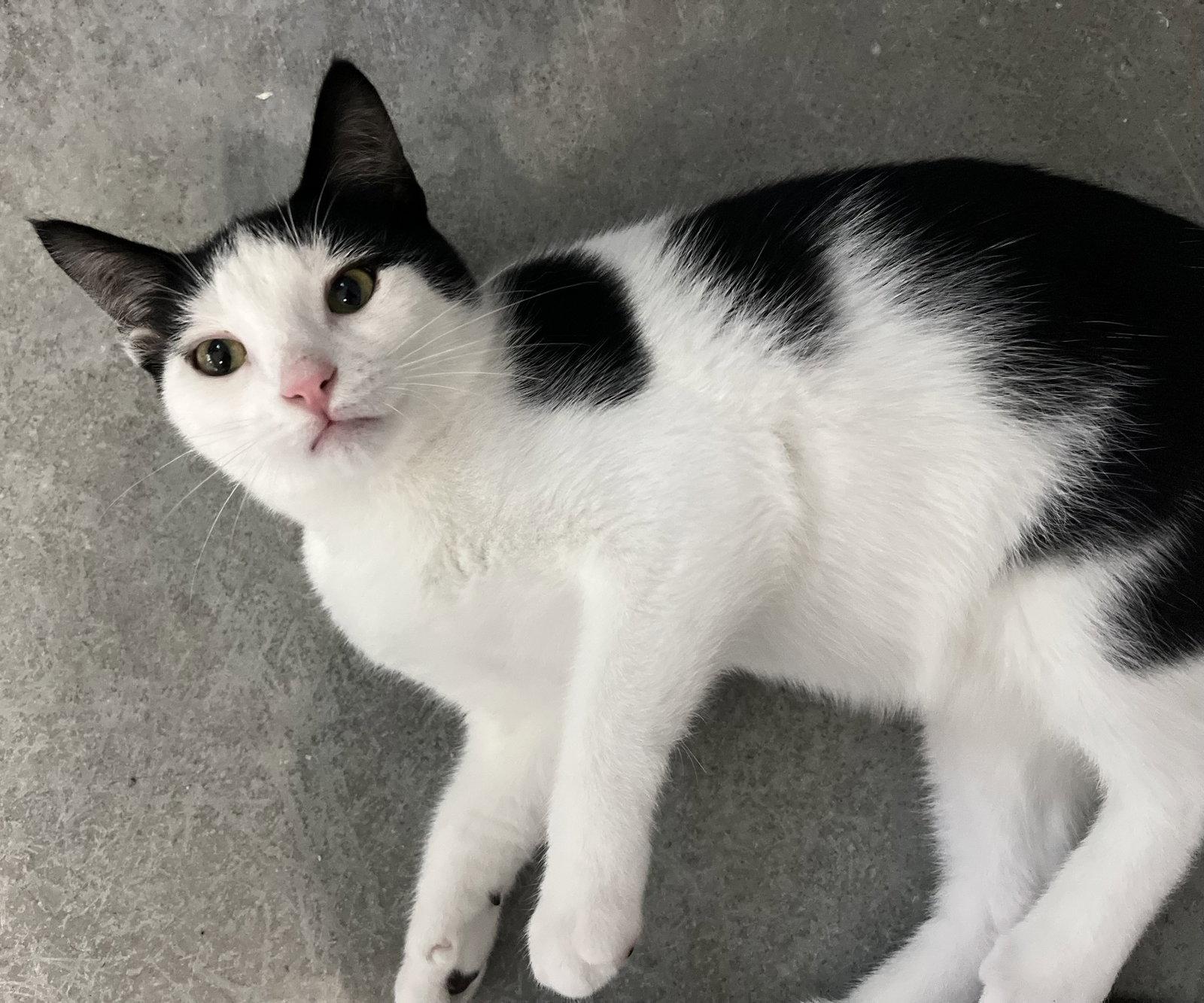 Enlarge Andy, a Adoptable Domestic Short Hair in Woodsfield, OH image 3/3