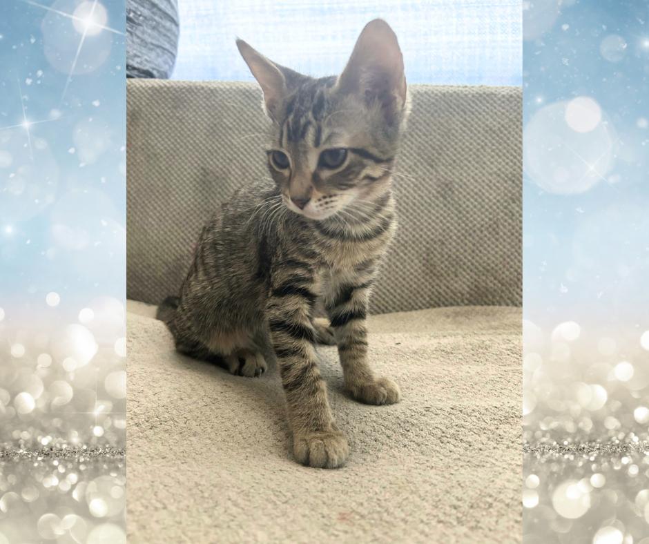 Enlarge Brittani, a Adoptable Tiger in Orange City, FL image 2/3