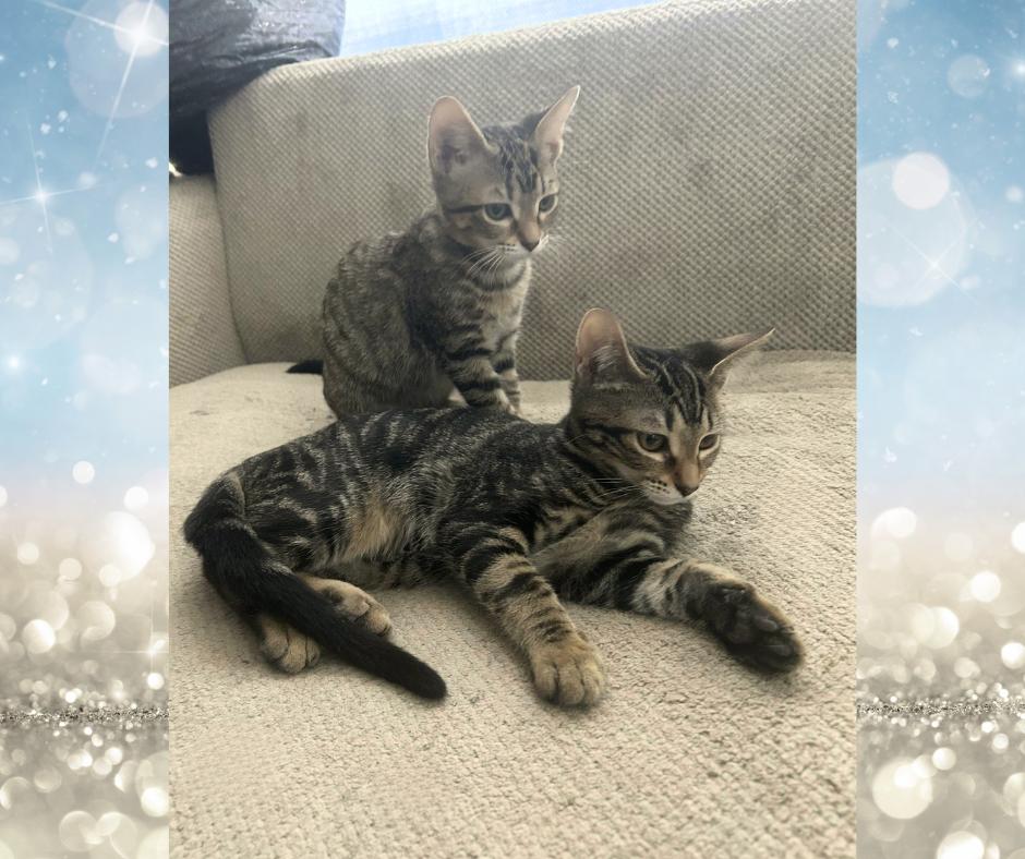 Brittani thumbnail 3