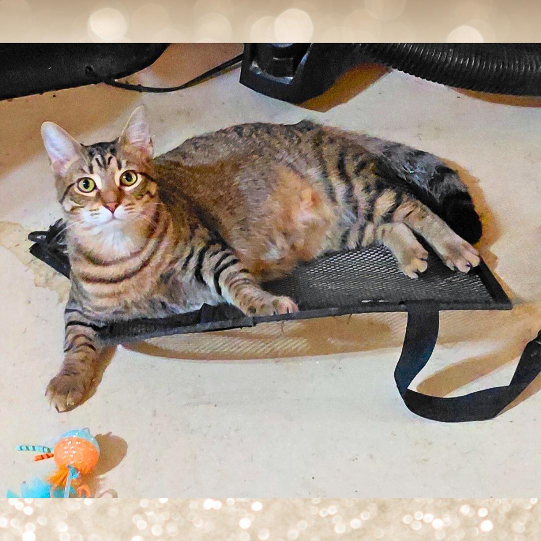 Enlarge Brittani, a Adoptable Tiger in Orange City, FL image 1/3