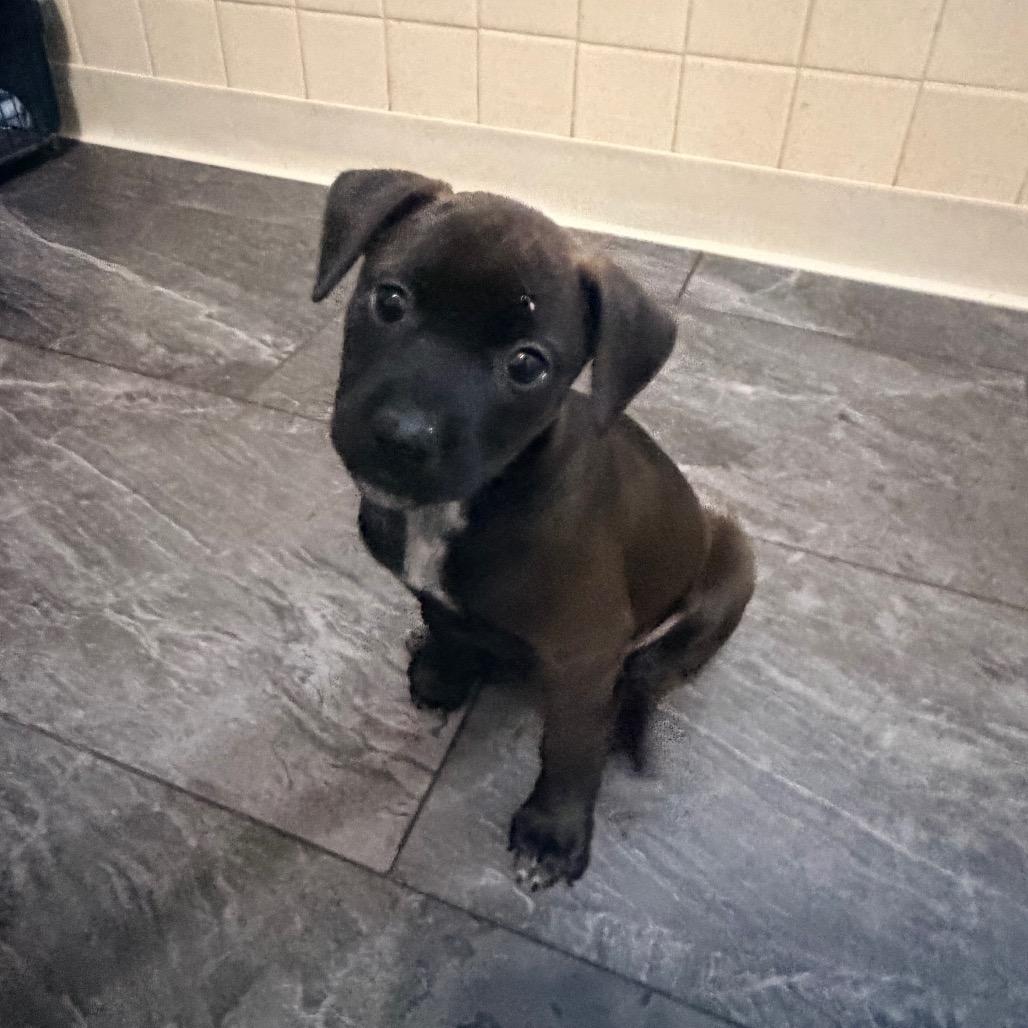 Enlarge Chaser, a Adoptable mixed breed in St. Charles, MO image 2/3
