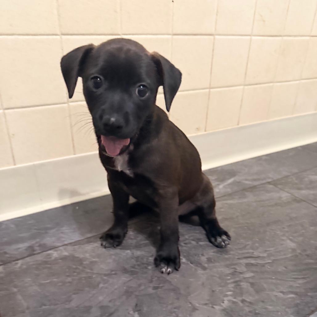 Enlarge Chaser, a Adoptable mixed breed in St. Charles, MO image 3/3