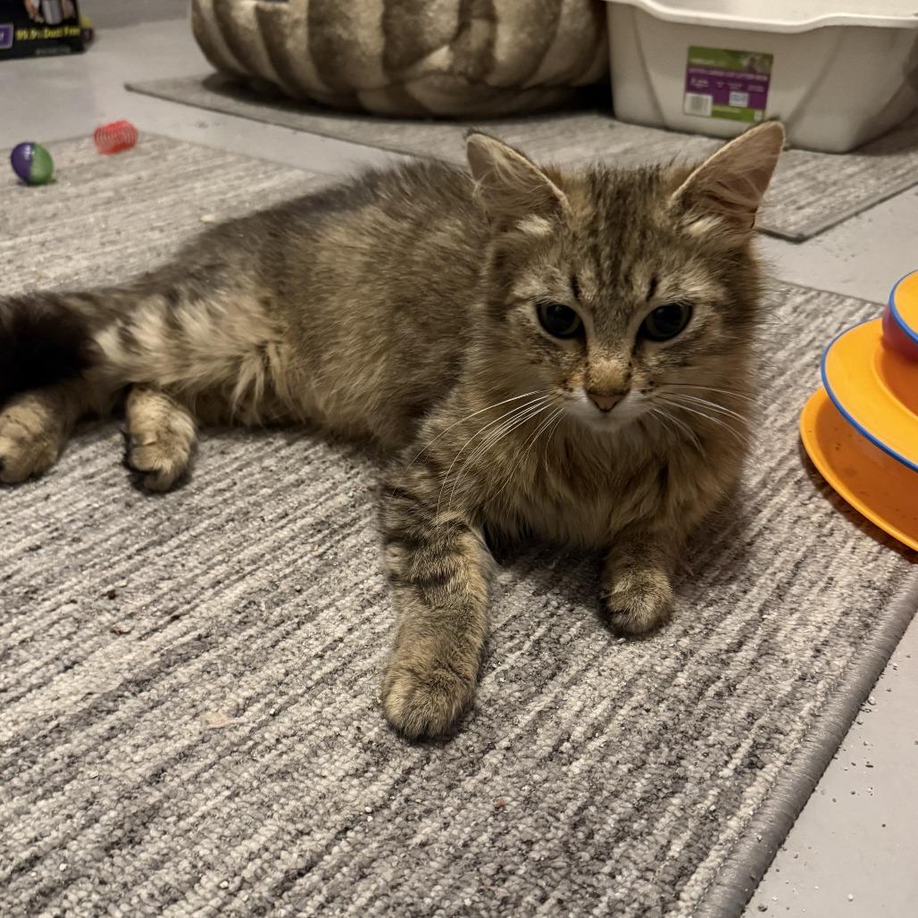 Frankie, Adoptable, Young Female Domestic Medium Hair.