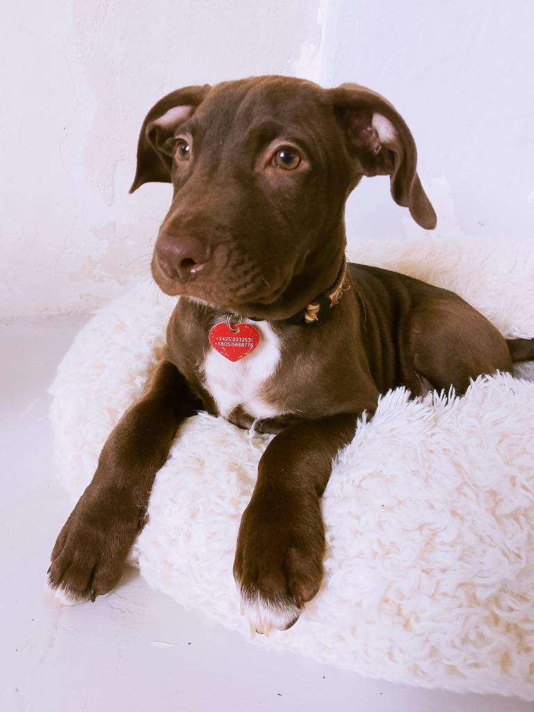 Espresso, Adopted, Young Male Labrador Retriever & Chihuahua.