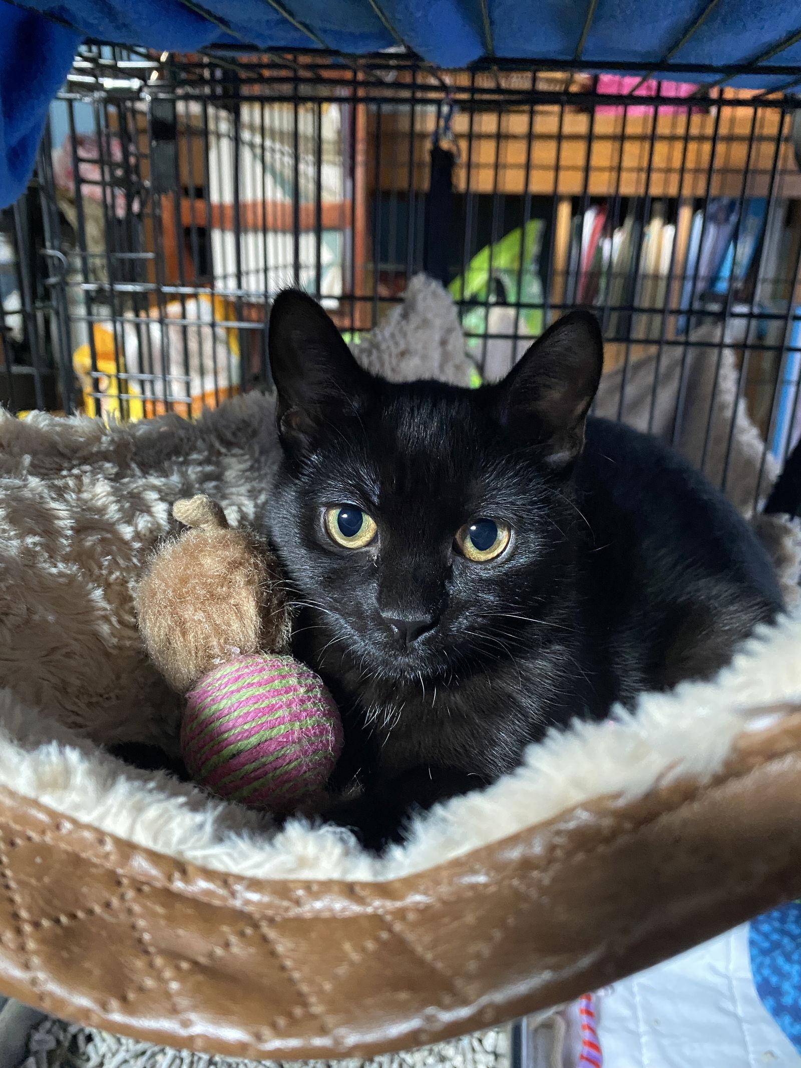 Enlarge Eve, a Adoptable Domestic Short Hair in West Cornwall, CT image 3/5