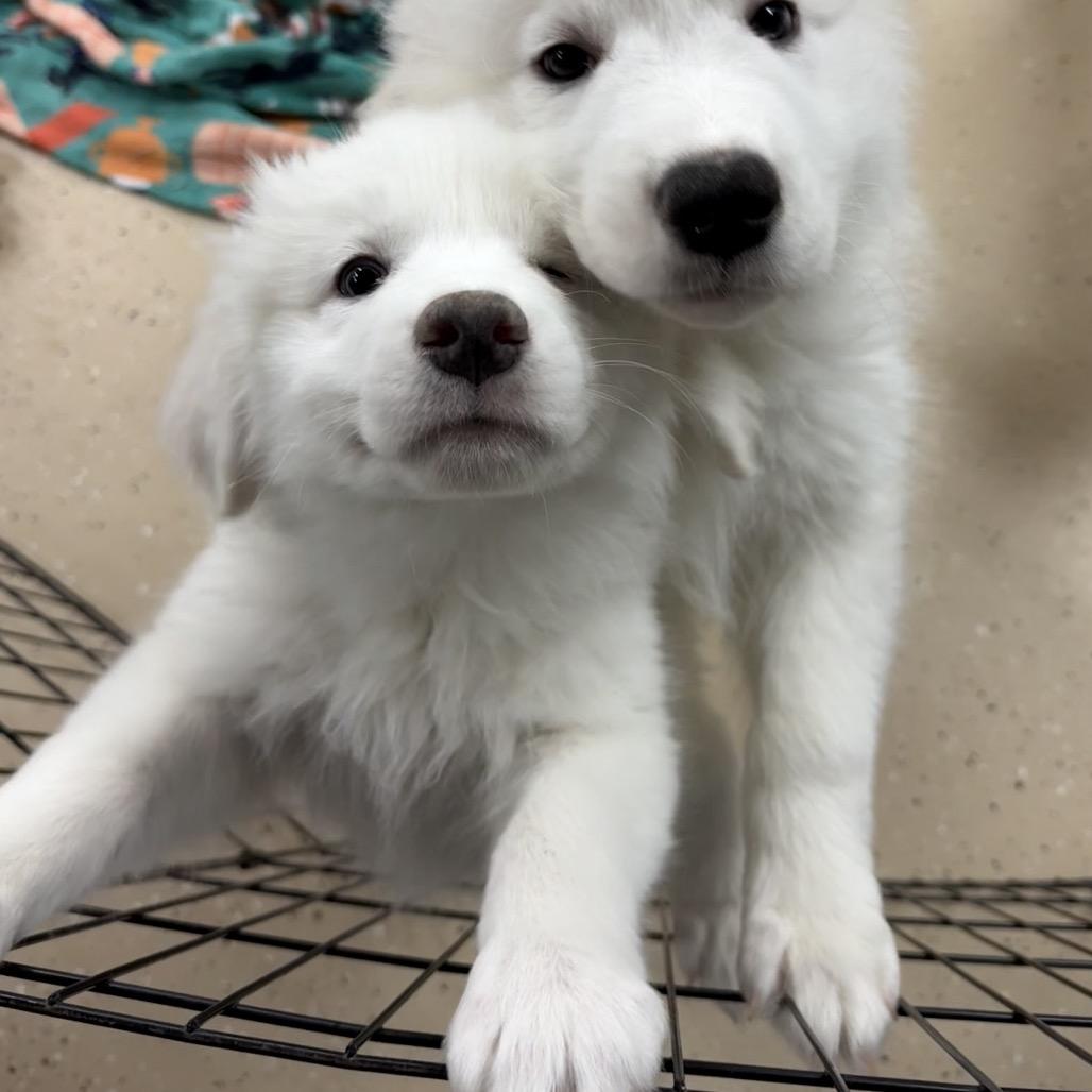 Swiss Alps thumbnail 2