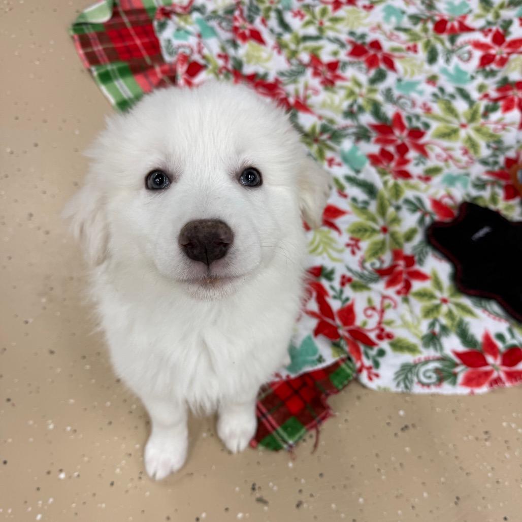 Swiss Alps thumbnail 3