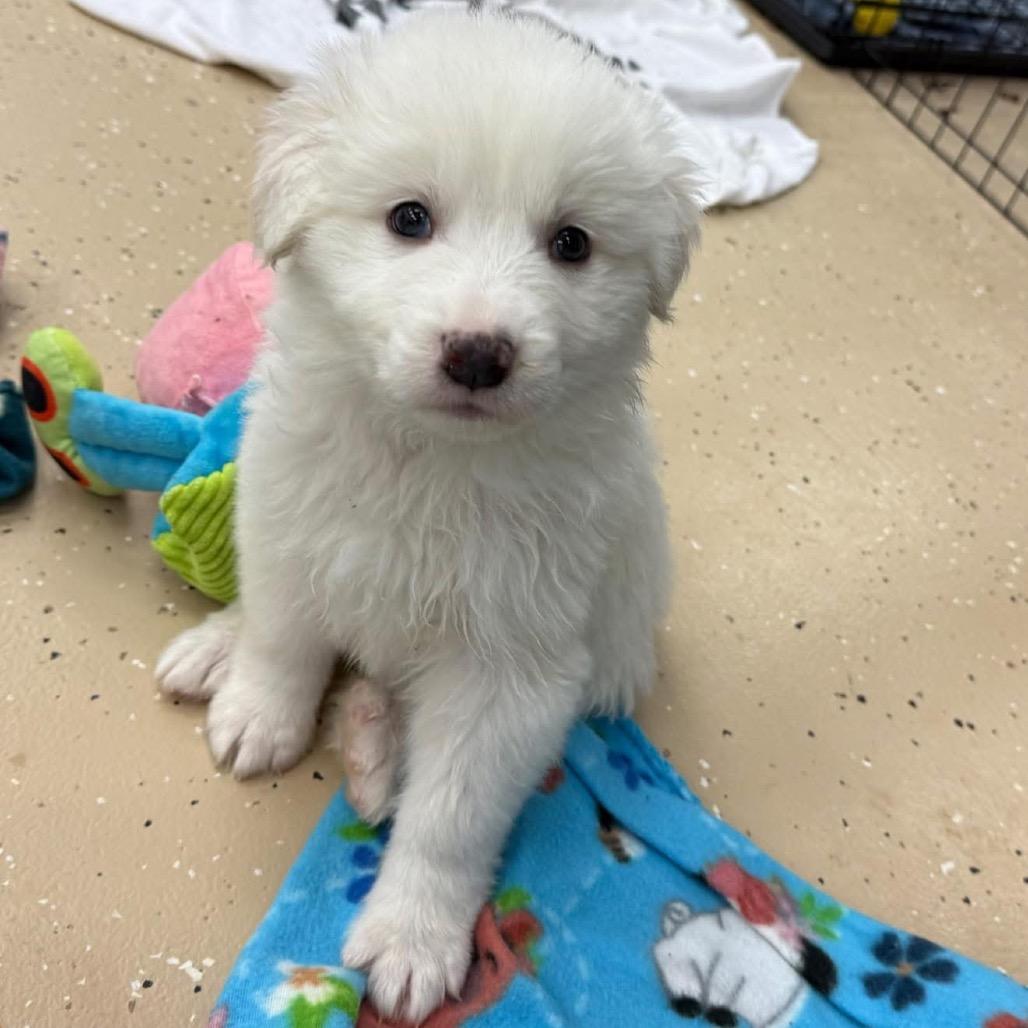 Swiss Alps thumbnail 4