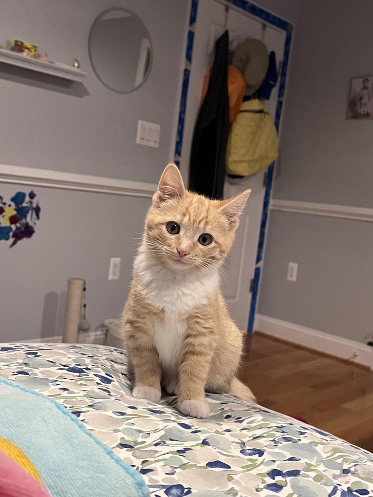 Waffles, Adoptable, Kitten Female Maine Coon & Domestic Medium Hair.