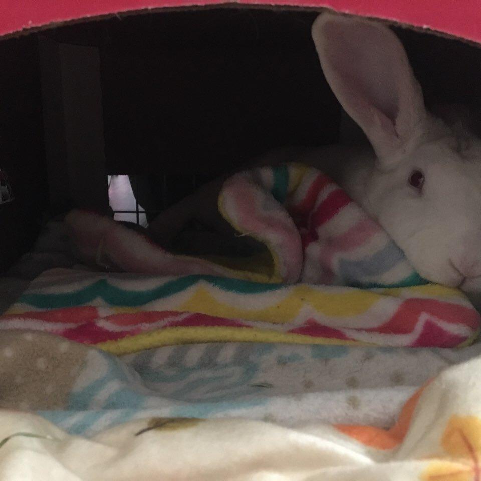 Enlarge Popcorn, a Adoptable Rex in San Diego, CA image 1/5