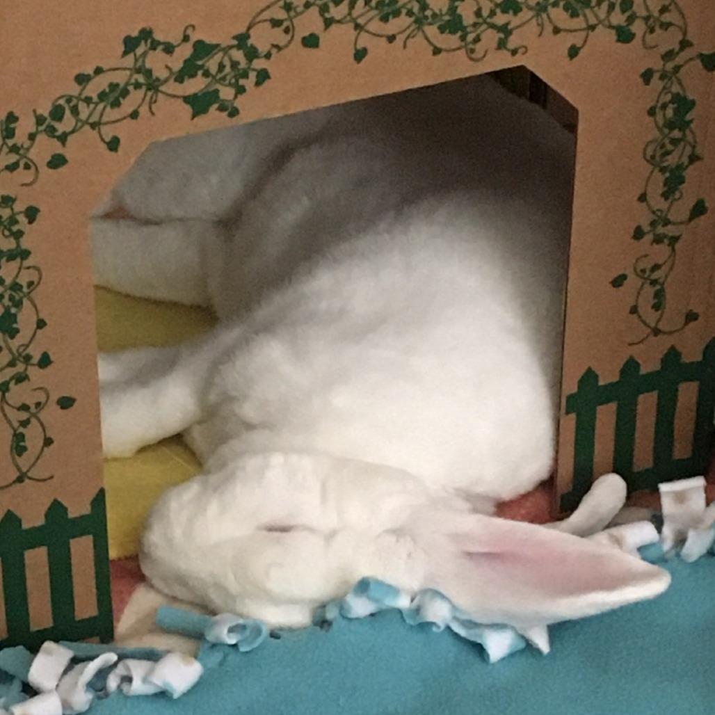 Enlarge Popcorn, a Adoptable Rex in San Diego, CA image 1/5