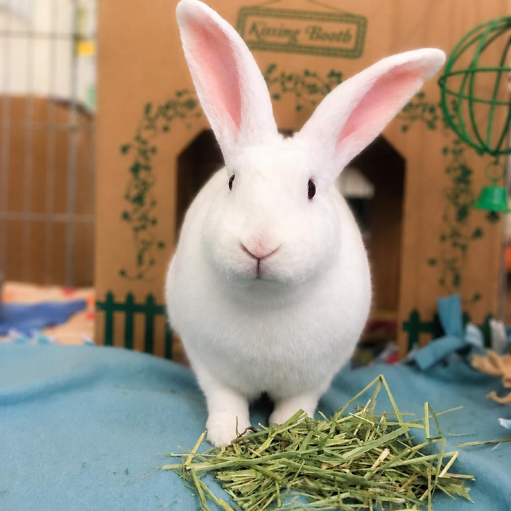 Enlarge Popcorn, a Adoptable Rex in San Diego, CA image 2/5
