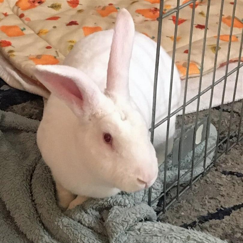 Enlarge Popcorn, a Adoptable Rex in San Diego, CA image 2/5