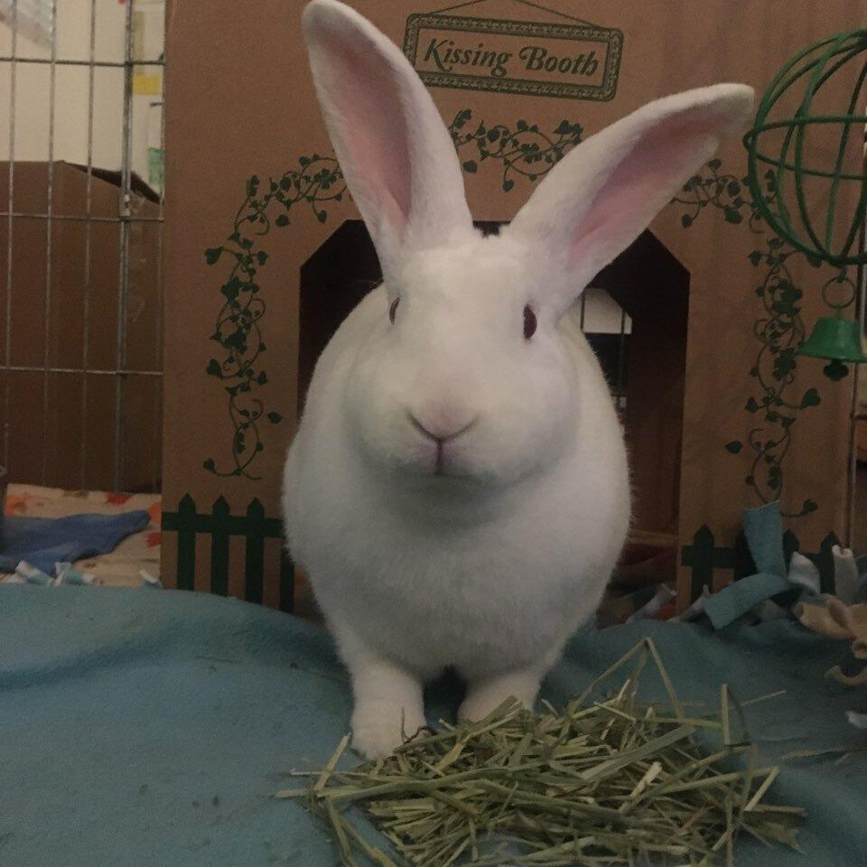 Enlarge Popcorn, a Adoptable Rex in San Diego, CA image 3/5