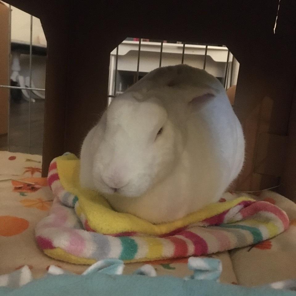 Enlarge Popcorn, a Adoptable Rex in San Diego, CA image 4/5