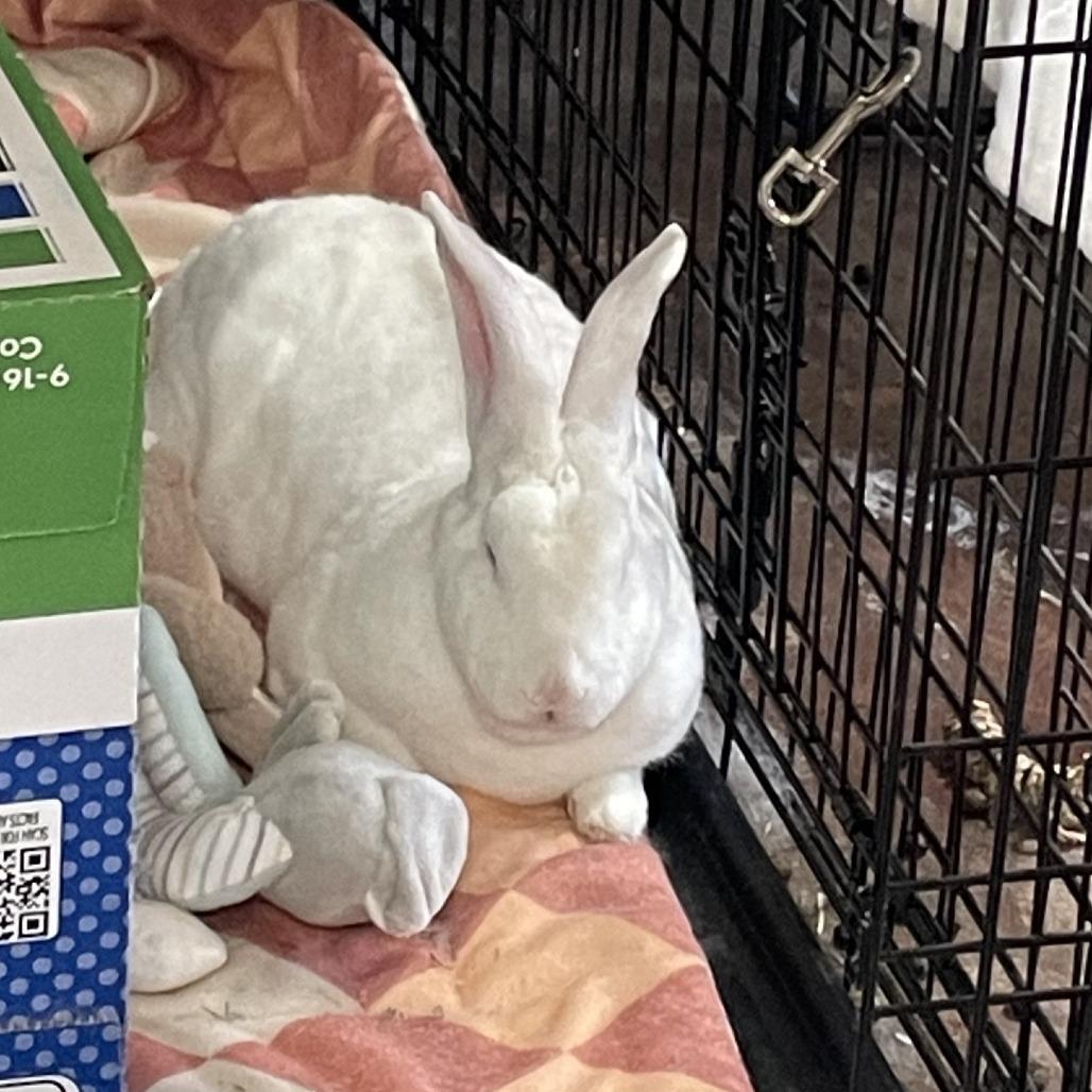 Enlarge Popcorn, a Adoptable Rex in San Diego, CA image 5/5