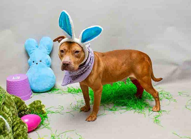 Clover, a ADOPTABLE mixed breed in Sanford, FL image 2/2