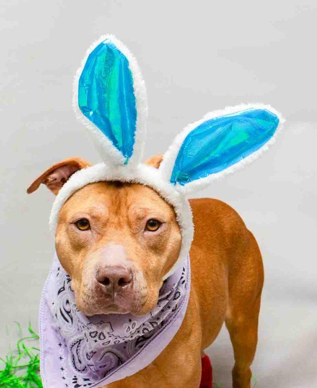 Clover, ADOPTABLE, Young Female Terrier.