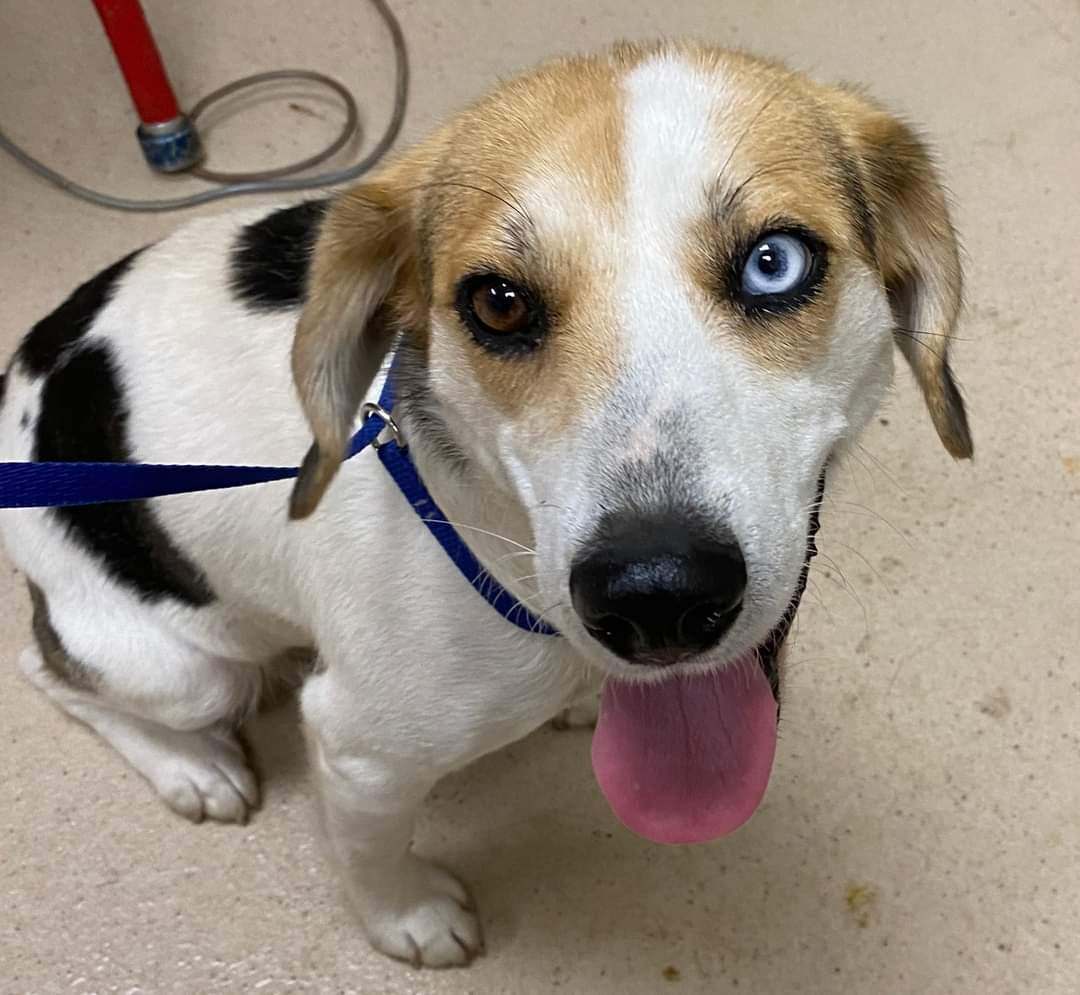 Enlarge Magnolia, a Adopted mixed breed in Tucker, GA image 1/5