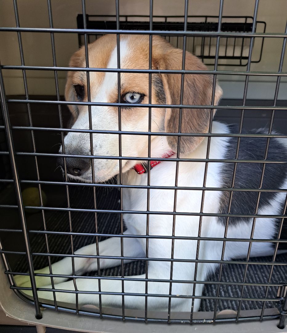 Enlarge Magnolia, a Adopted mixed breed in Tucker, GA image 2/5