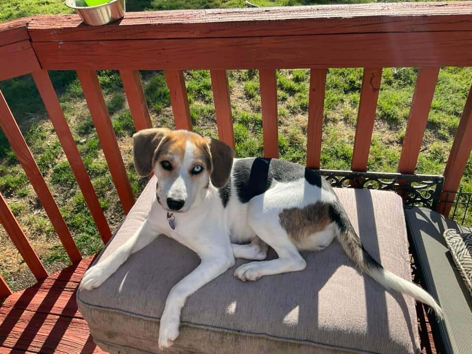 Enlarge Magnolia, a Adopted mixed breed in Tucker, GA image 3/5