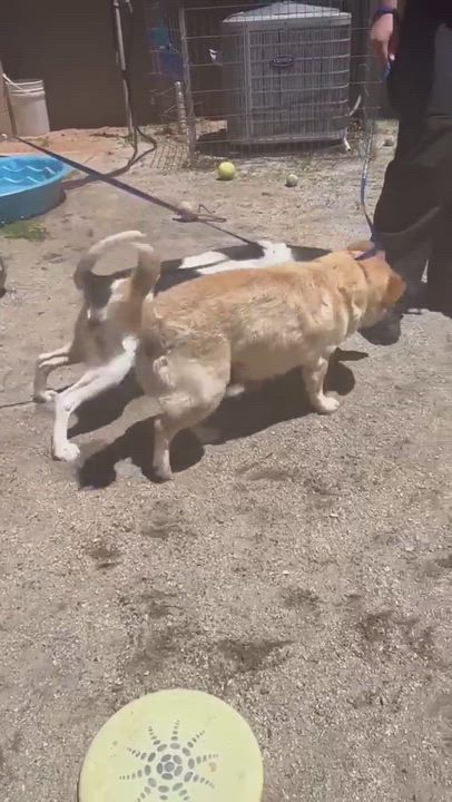 Enlarge Magnolia, a Adopted mixed breed in Tucker, GA video 5/5