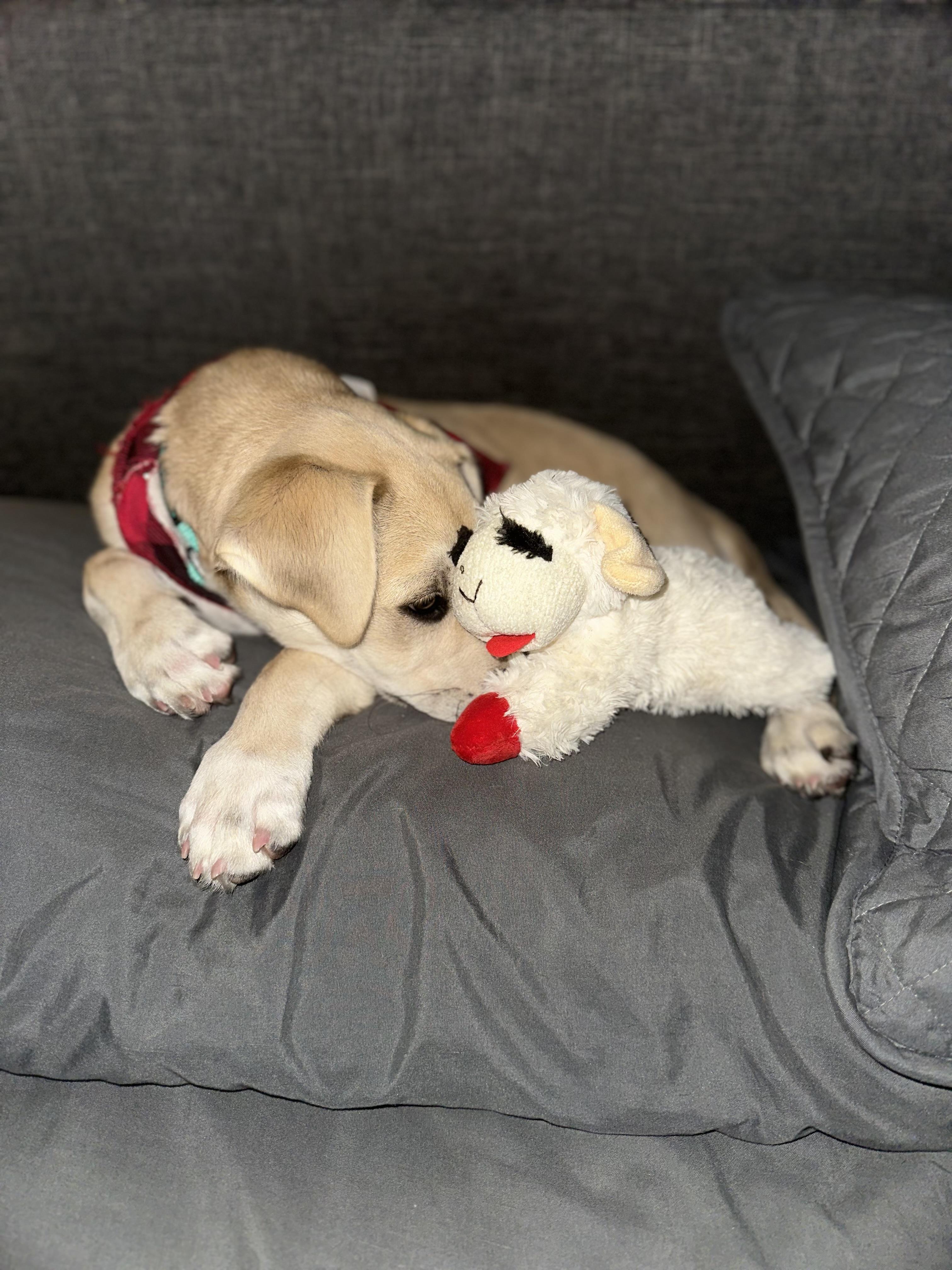 Jack, Adopted, Puppy Male Yellow Labrador Retriever.