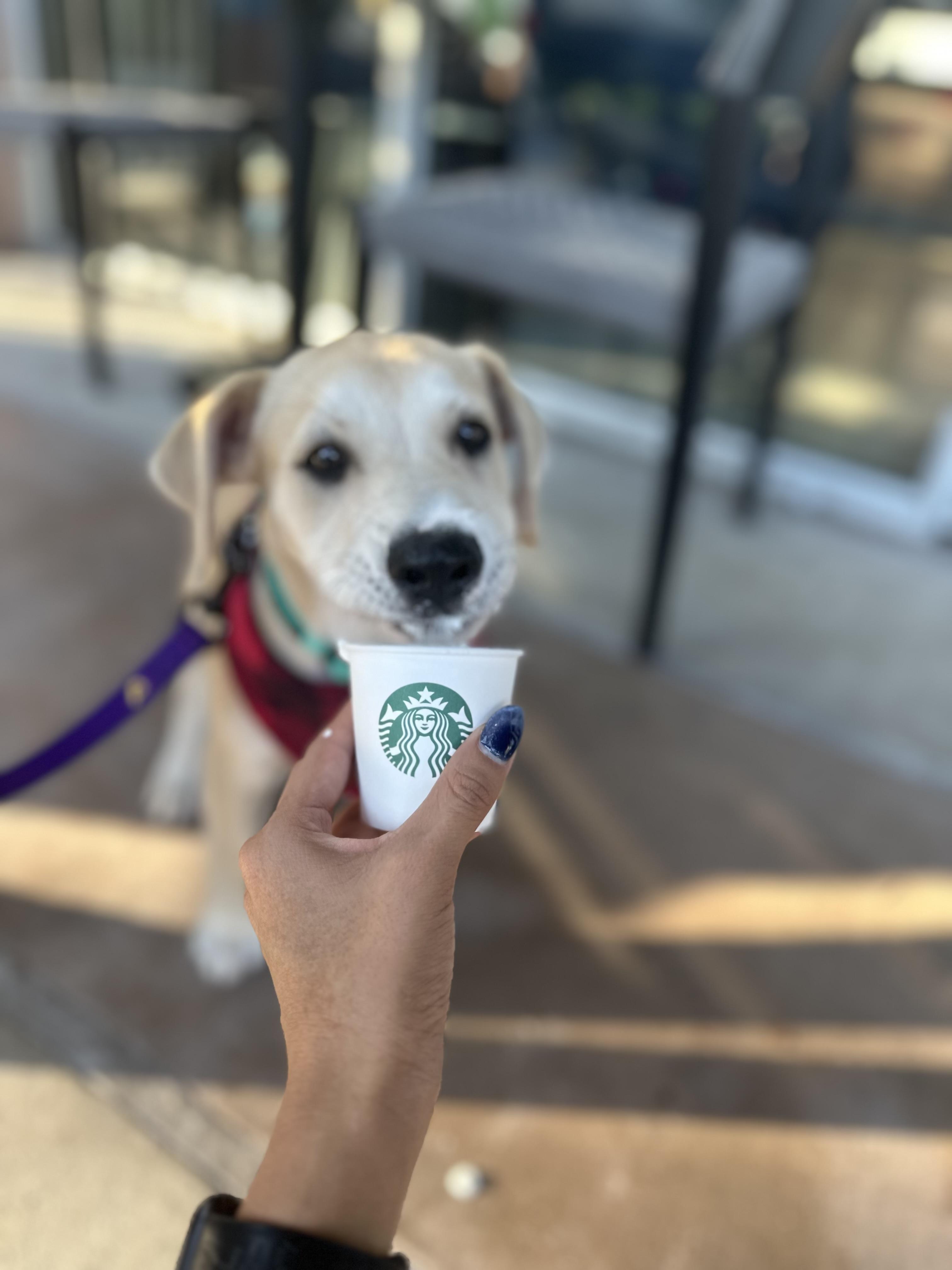Jack, a Adopted mixed breed in North Miami, FL image 2/6