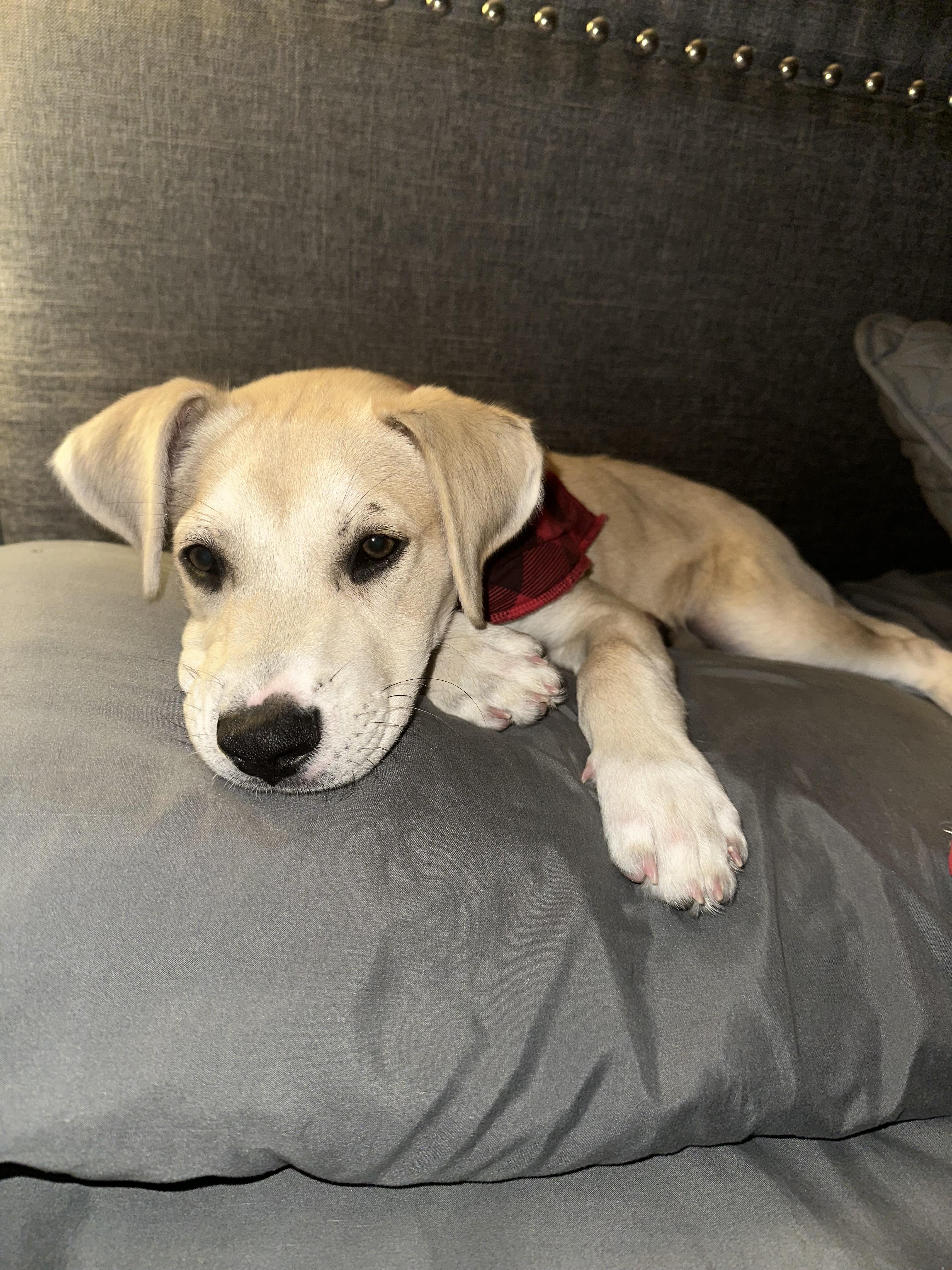 Jack, a Adopted mixed breed in North Miami, FL image 3/6