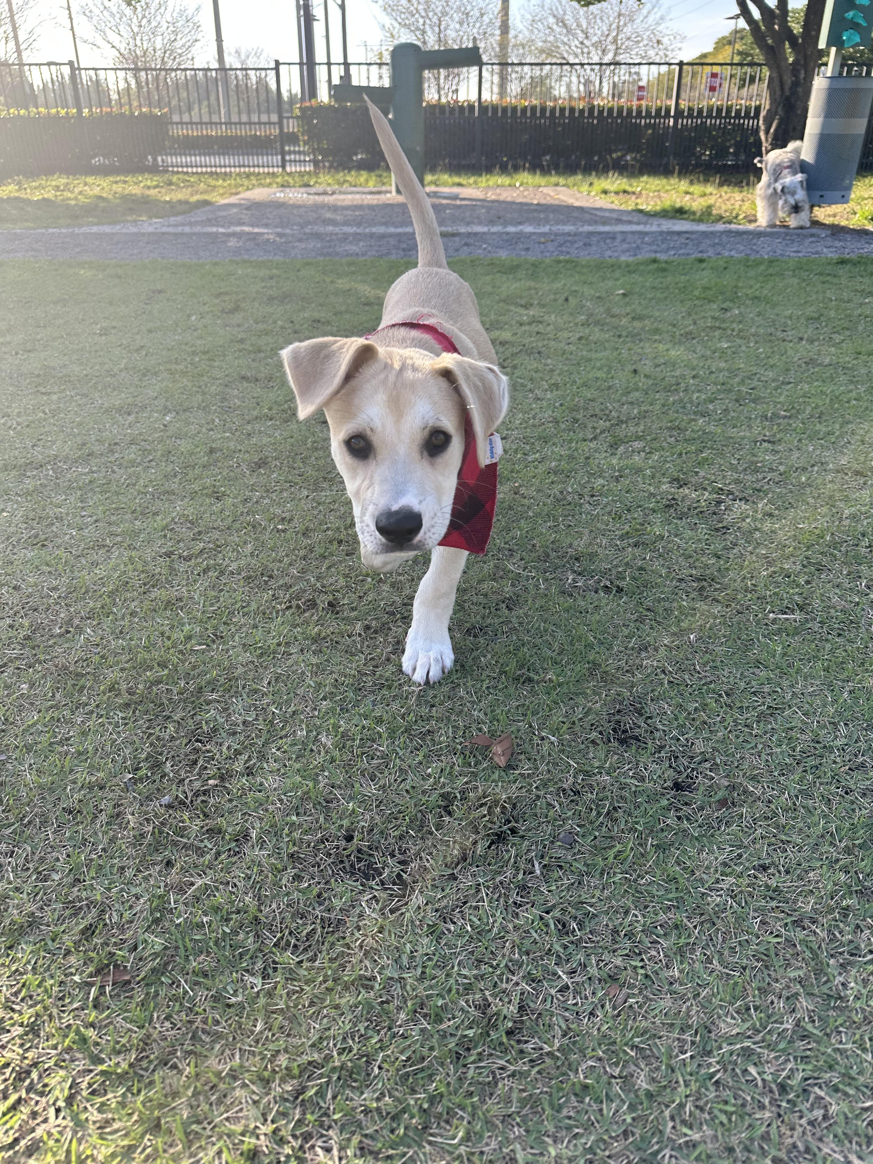 Jack, a Adopted mixed breed in North Miami, FL image 4/6