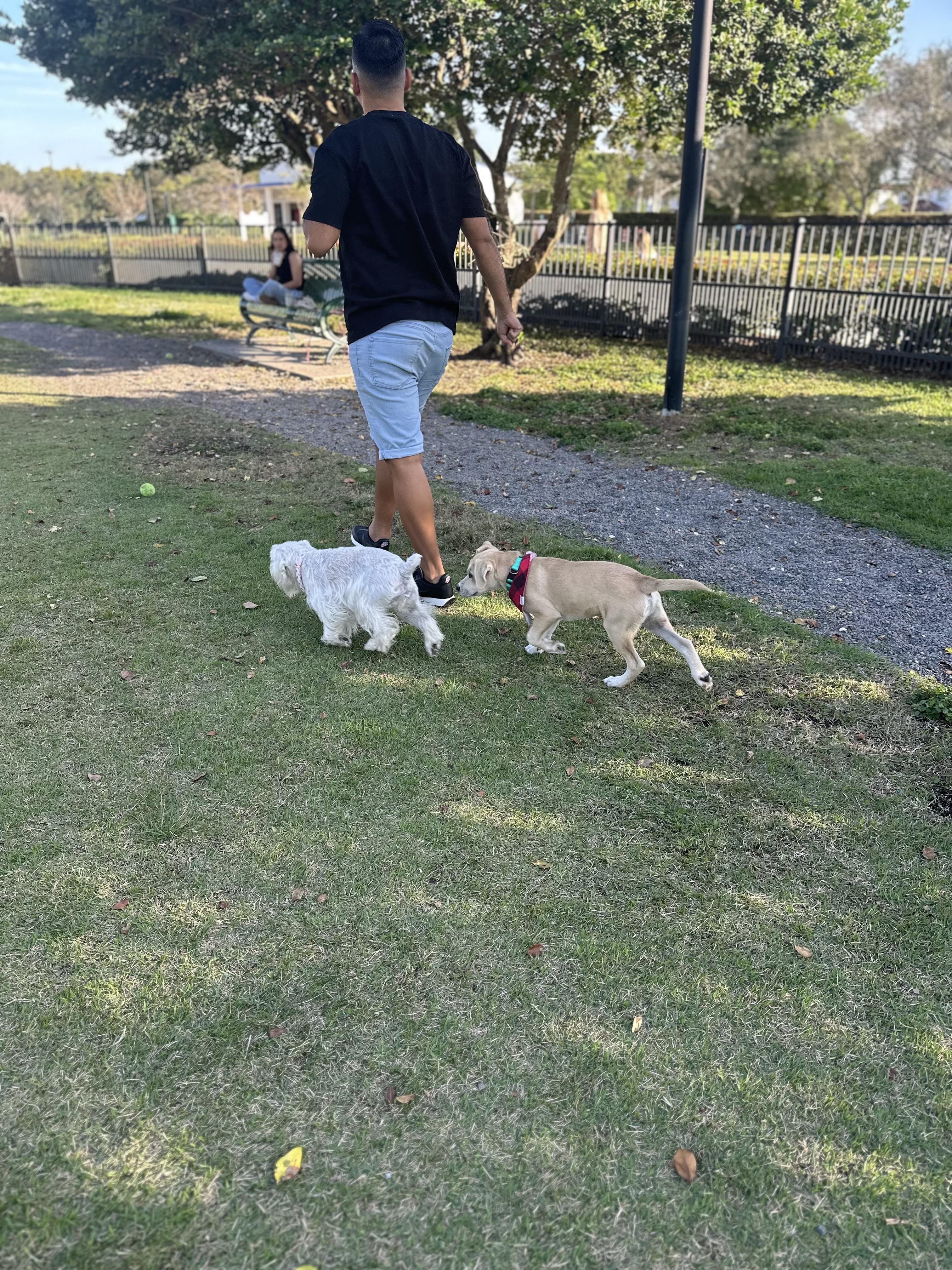 Jack, a Adopted mixed breed in North Miami, FL image 5/6
