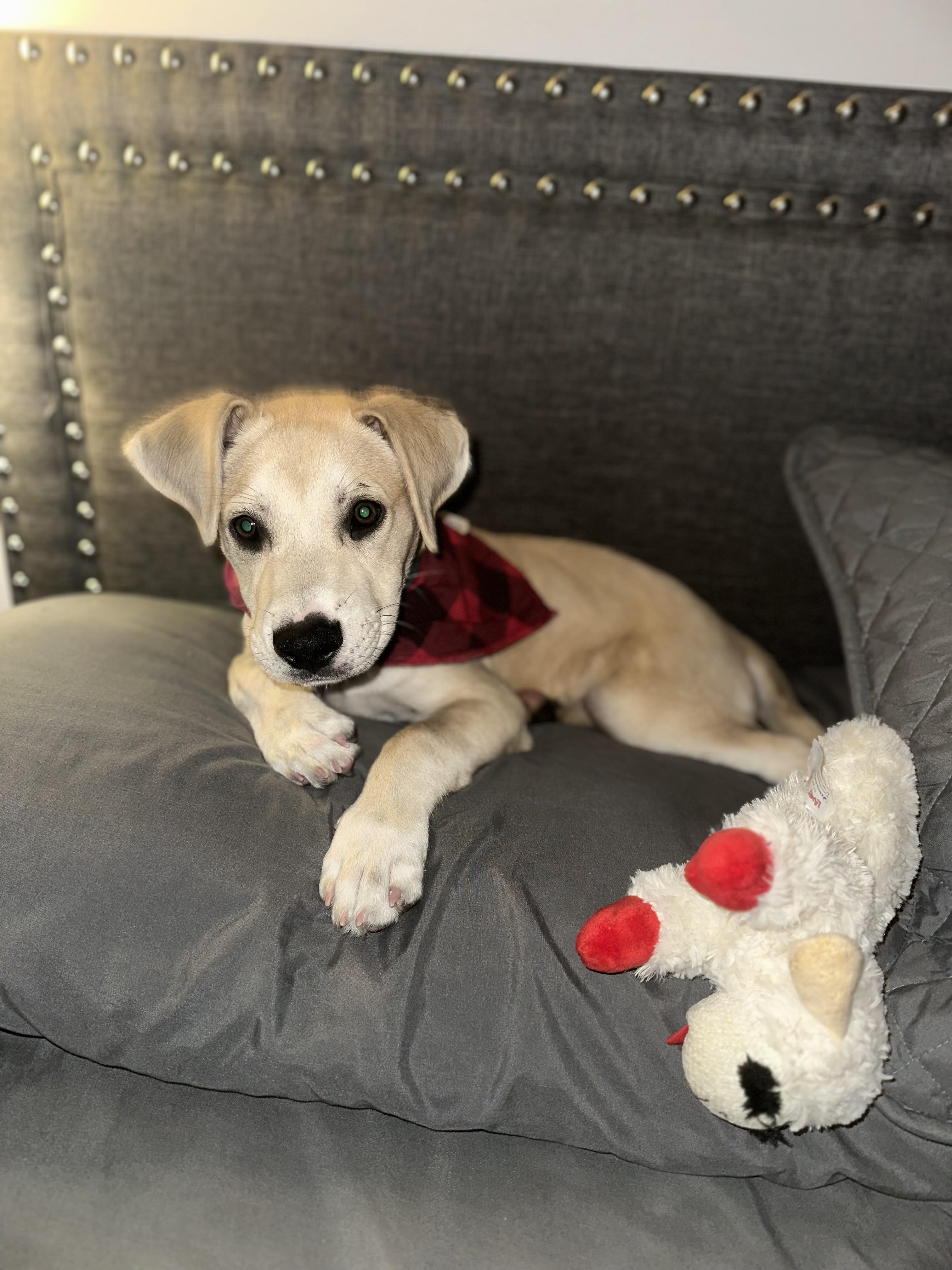 Jack, a Adopted mixed breed in North Miami, FL image 6/6