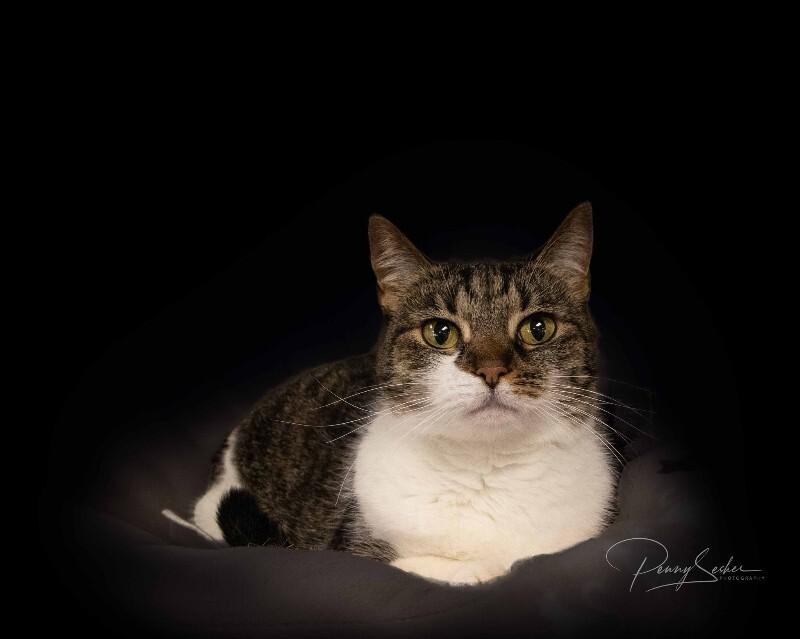 Enlarge Lilibet, a Adoptable Domestic Short Hair in Belton, MO image 1/6