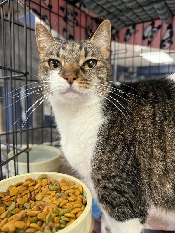 Enlarge Lilibet, a Adoptable Domestic Short Hair in Belton, MO image 3/6