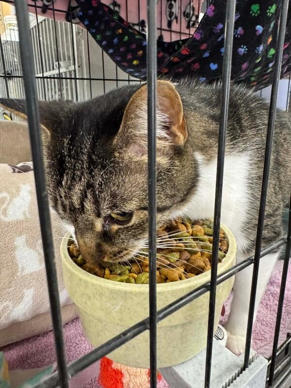 Enlarge Lilibet, a Adoptable Domestic Short Hair in Belton, MO image 4/6