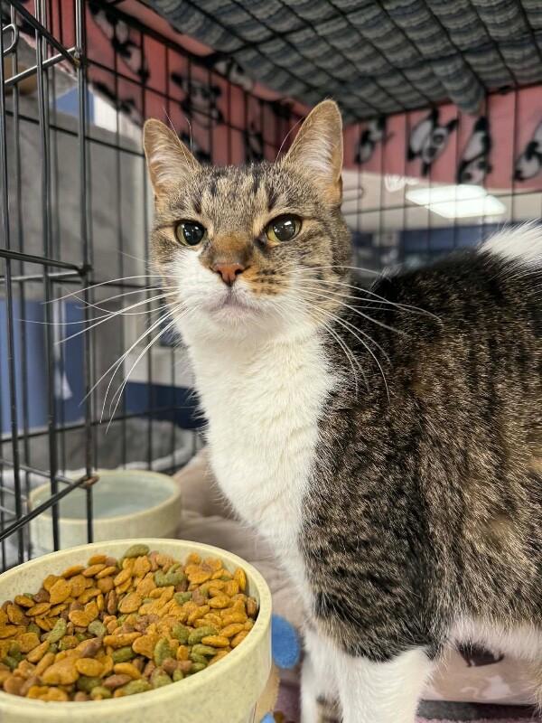 Enlarge Lilibet, a Adoptable Domestic Short Hair in Belton, MO image 5/6