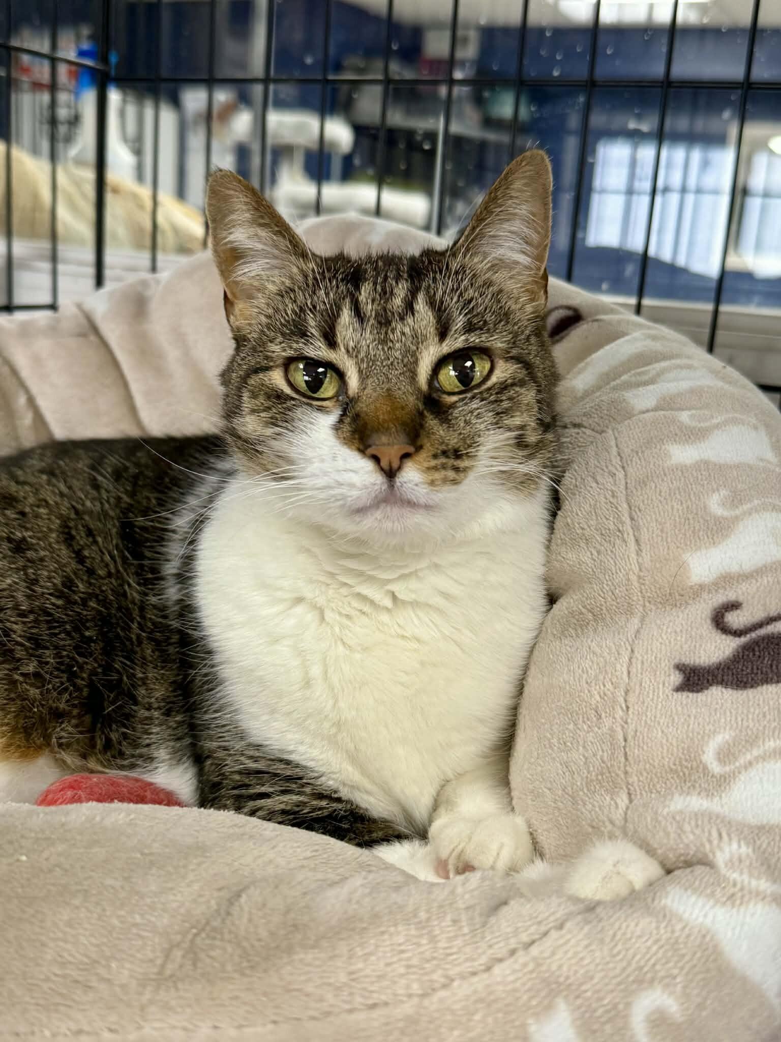 Enlarge Lilibet, a Adoptable Domestic Short Hair in Belton, MO image 6/6