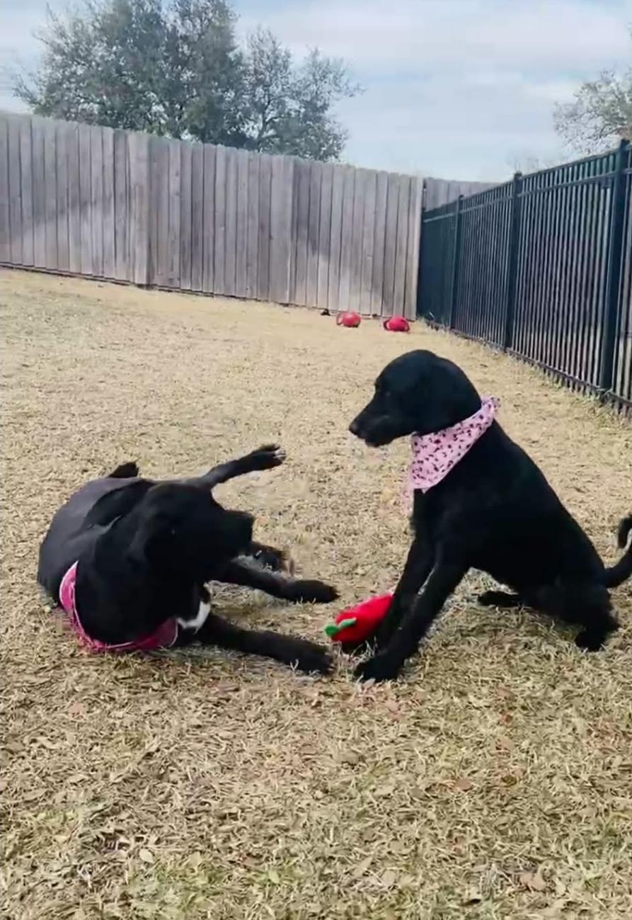 Enlarge Hanna, an adopted mixed breed in Toledo, OH image 6/6