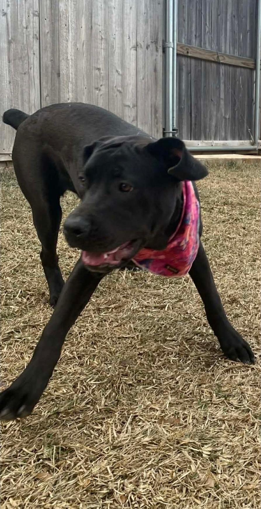 Enlarge Hanna, an adopted mixed breed in Toledo, OH image 4/6